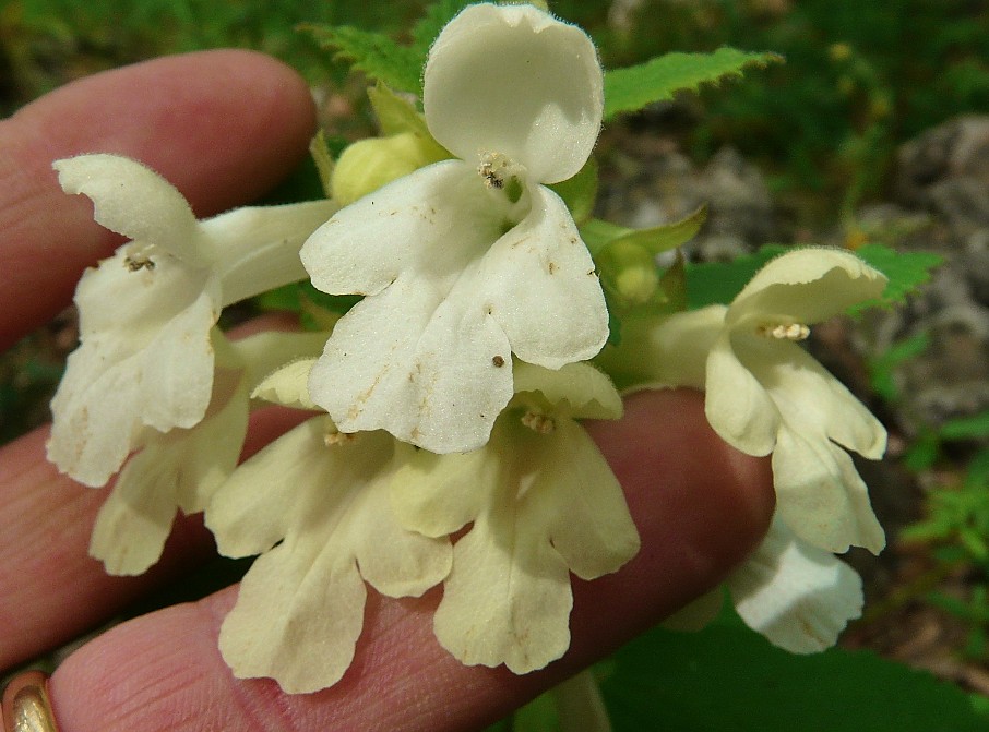 Melittis melissophyllum L.